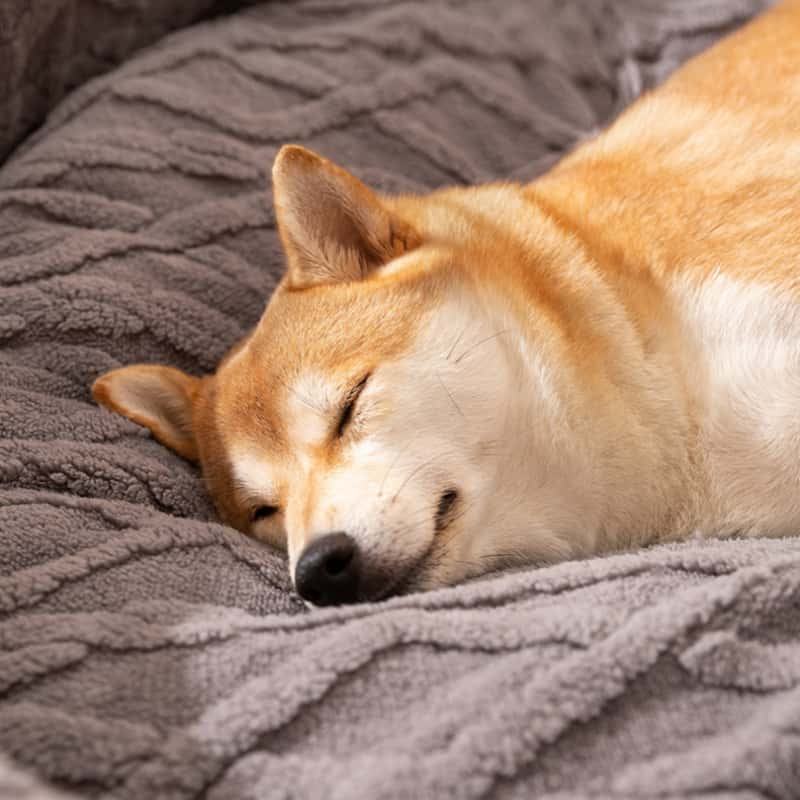 Plush pet bed designed for dogs, featuring a soft padded sleeping surface and raised sides that provide comfort and support during rest